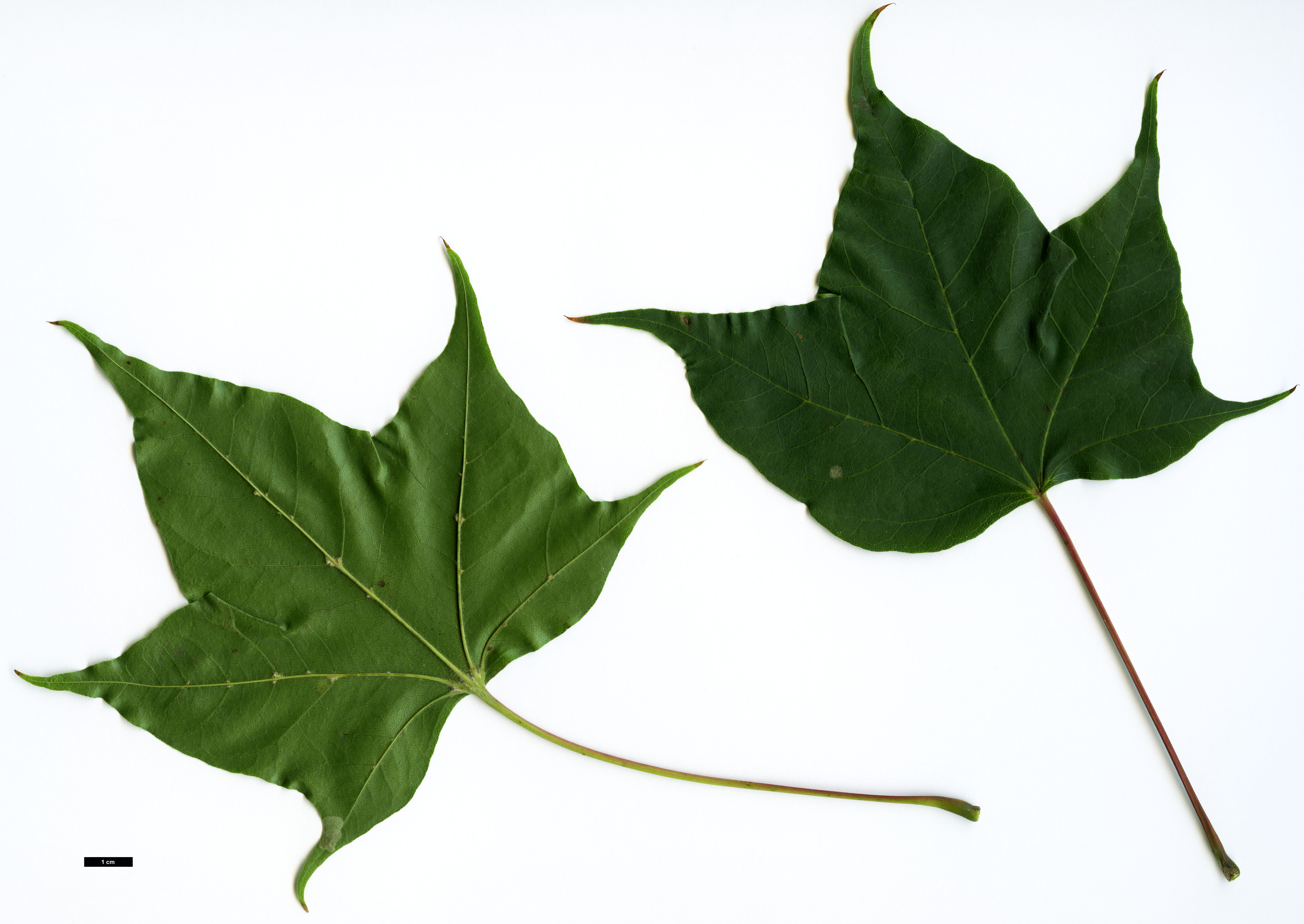 High resolution image: Family: Sapindaceae - Genus: Acer - Taxon: cappadocicum - SpeciesSub: subsp. sinicum